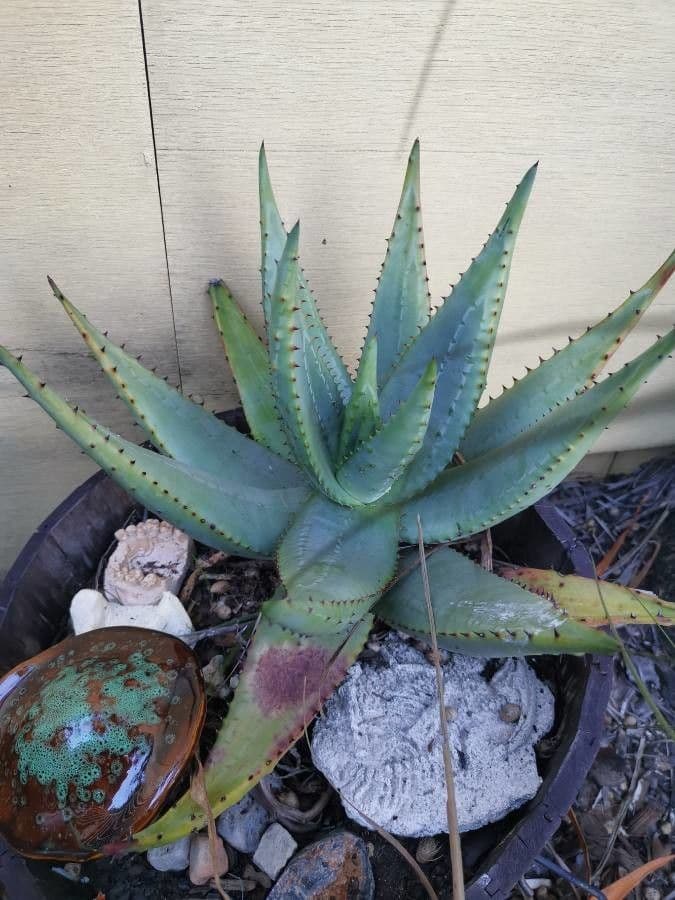 Aloe 5