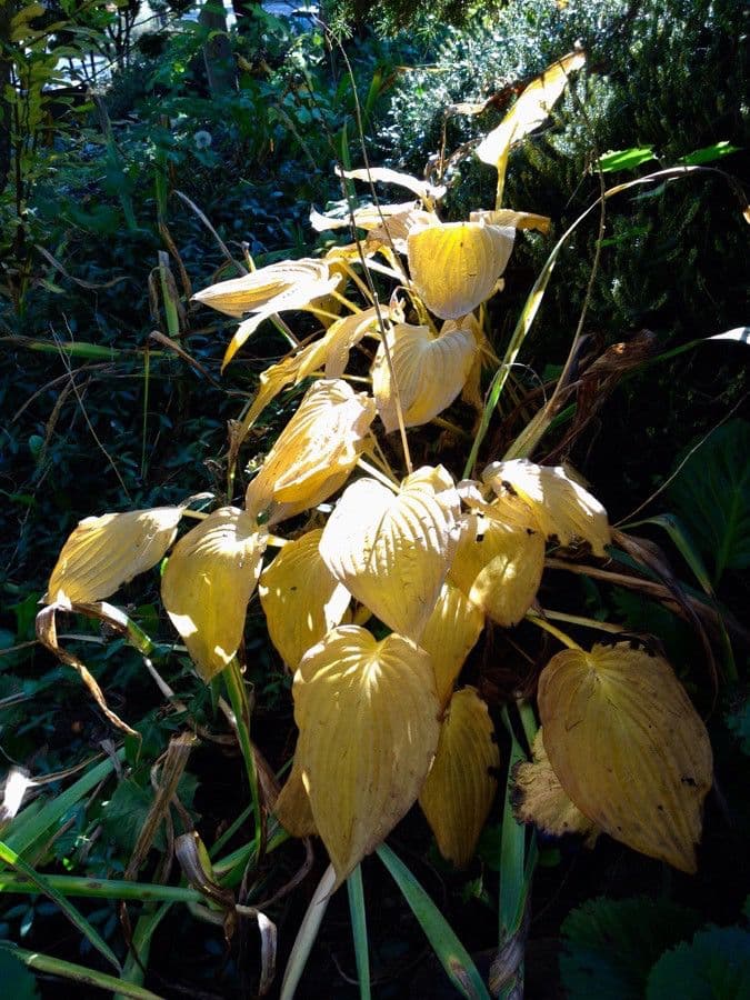 Hosta 12