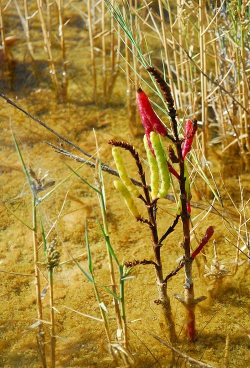 Rote Glasmalve