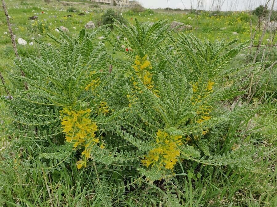 Astragalo 8