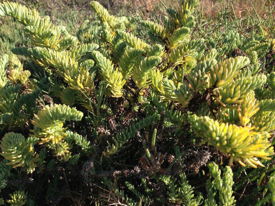 Suaeda californiana