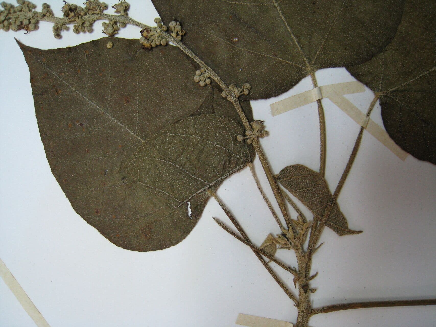 Drachenbaum 2