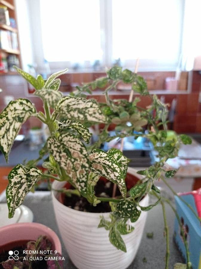 Hypoestes