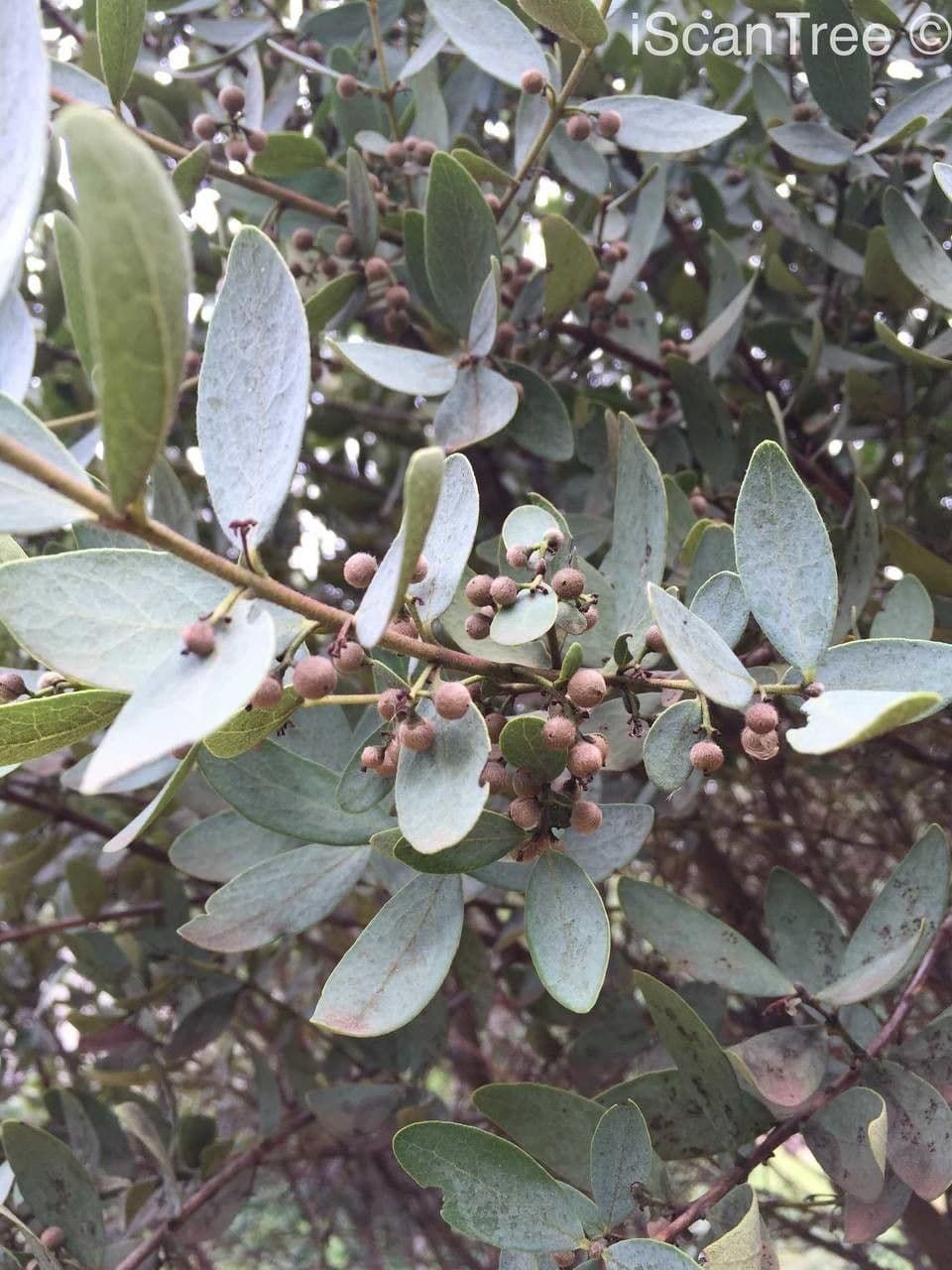Euclea crépu 12