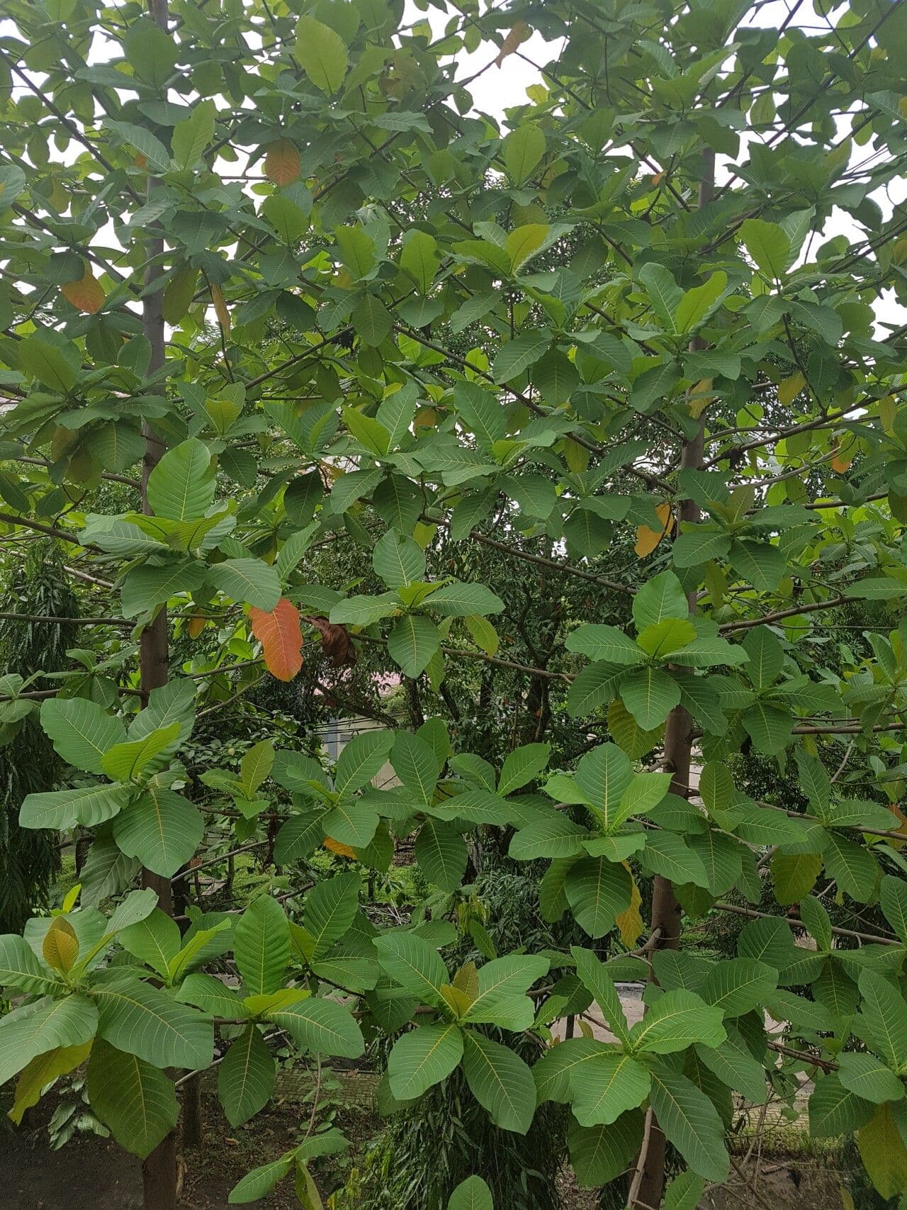 Neolamarckia 5