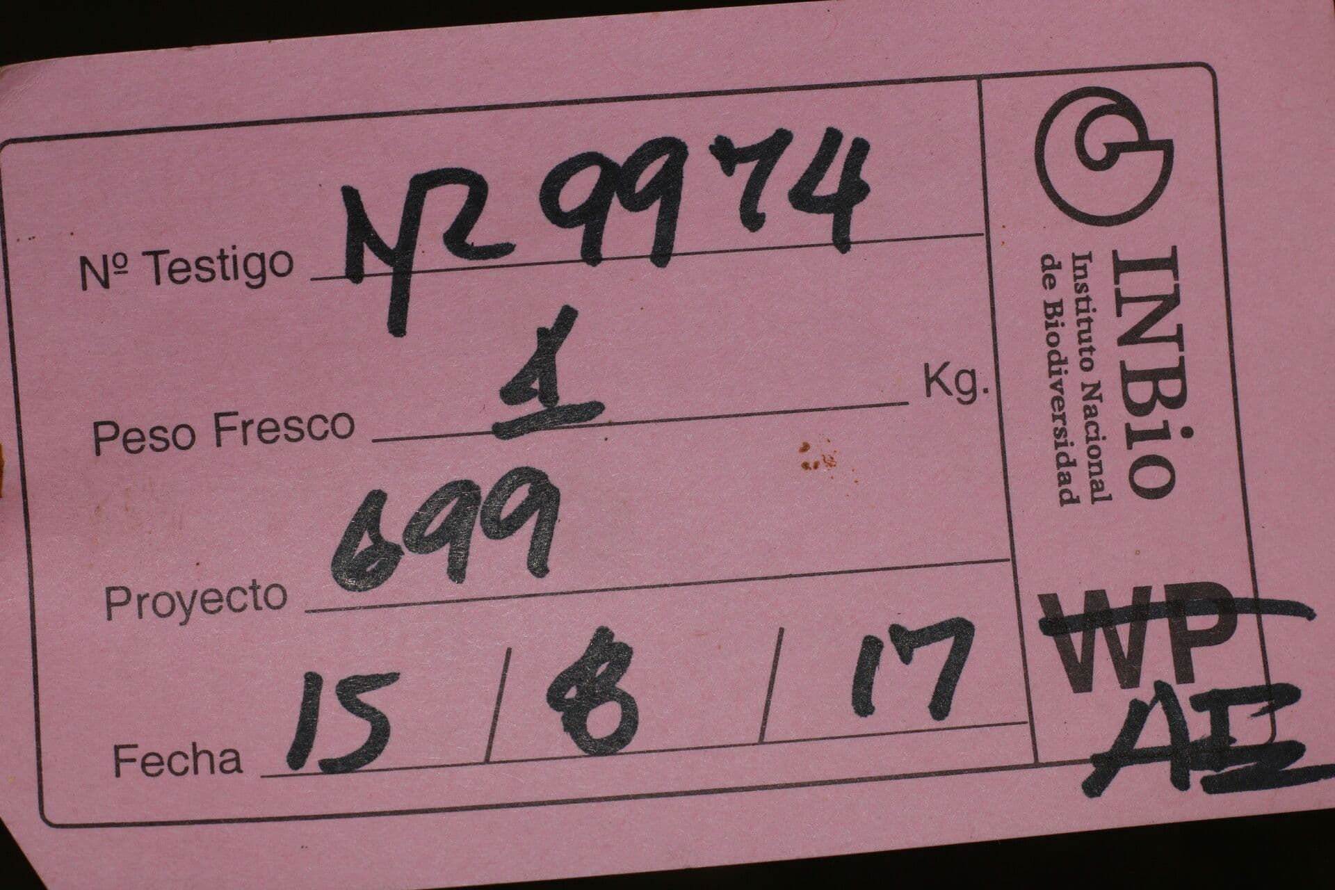 Bagolaro trinervio 7