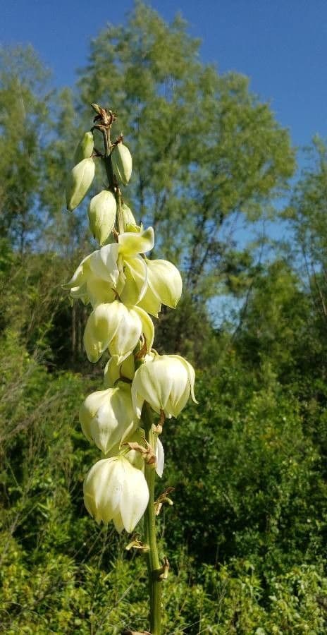 Fels-Yucca 6