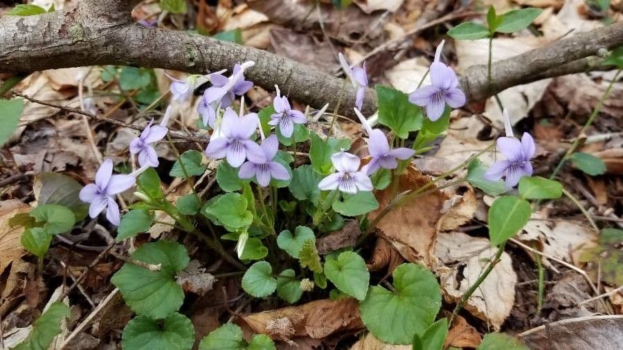 Viola speronata 6