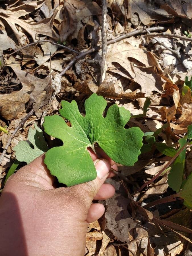 Sanguinaria 15