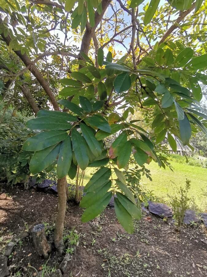 Lonchocarpus sericeus 4