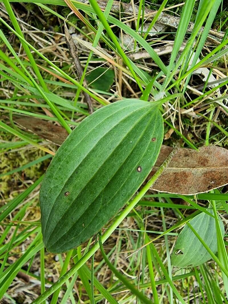 Ranuncolo 3