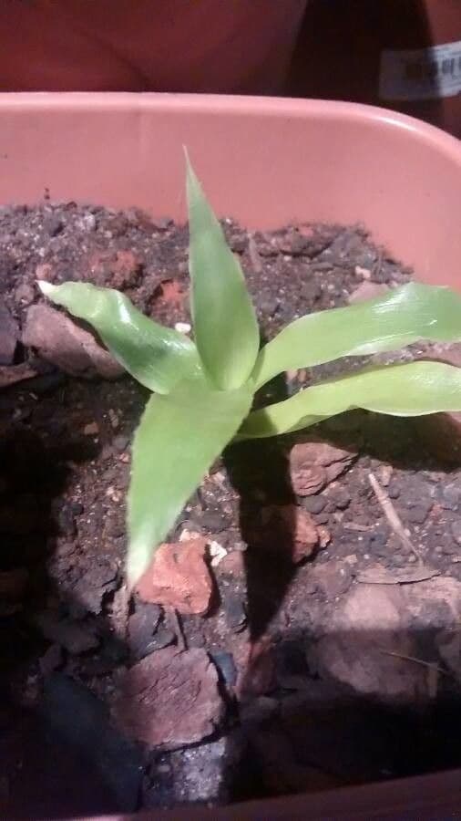 Bromelia
