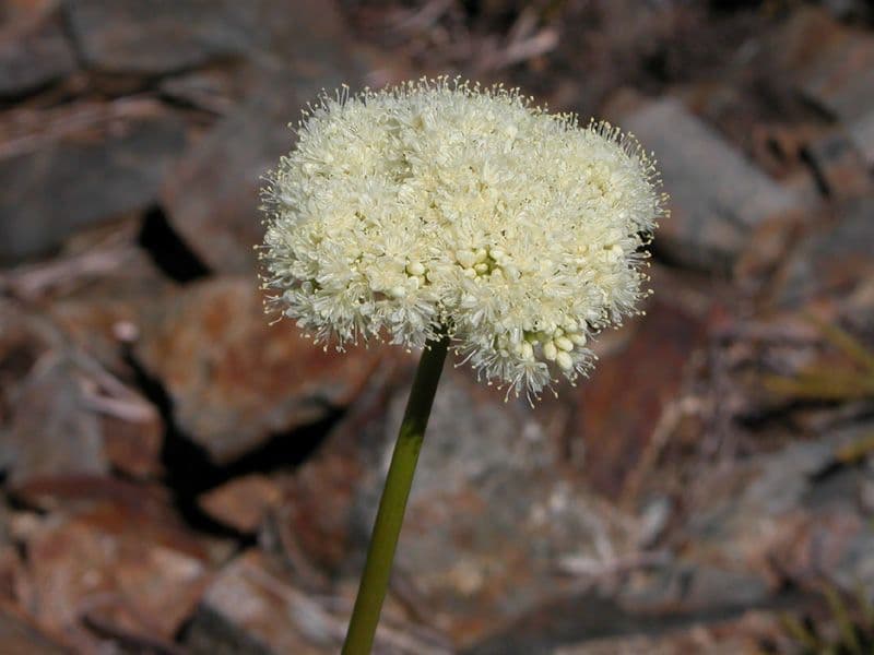 Eriogonum 4