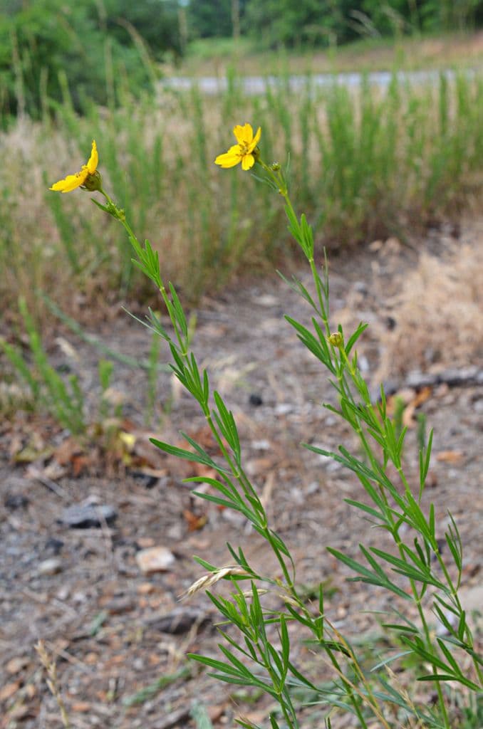 Coreopsis palmata 6