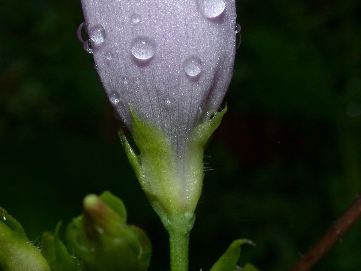 Ipomoea trifida 15