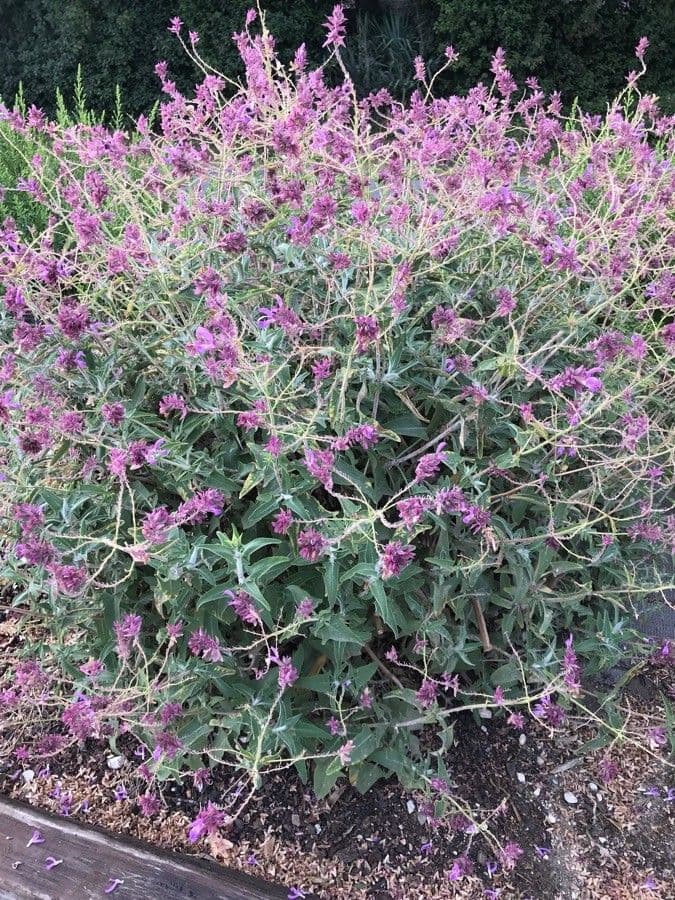 Salvia