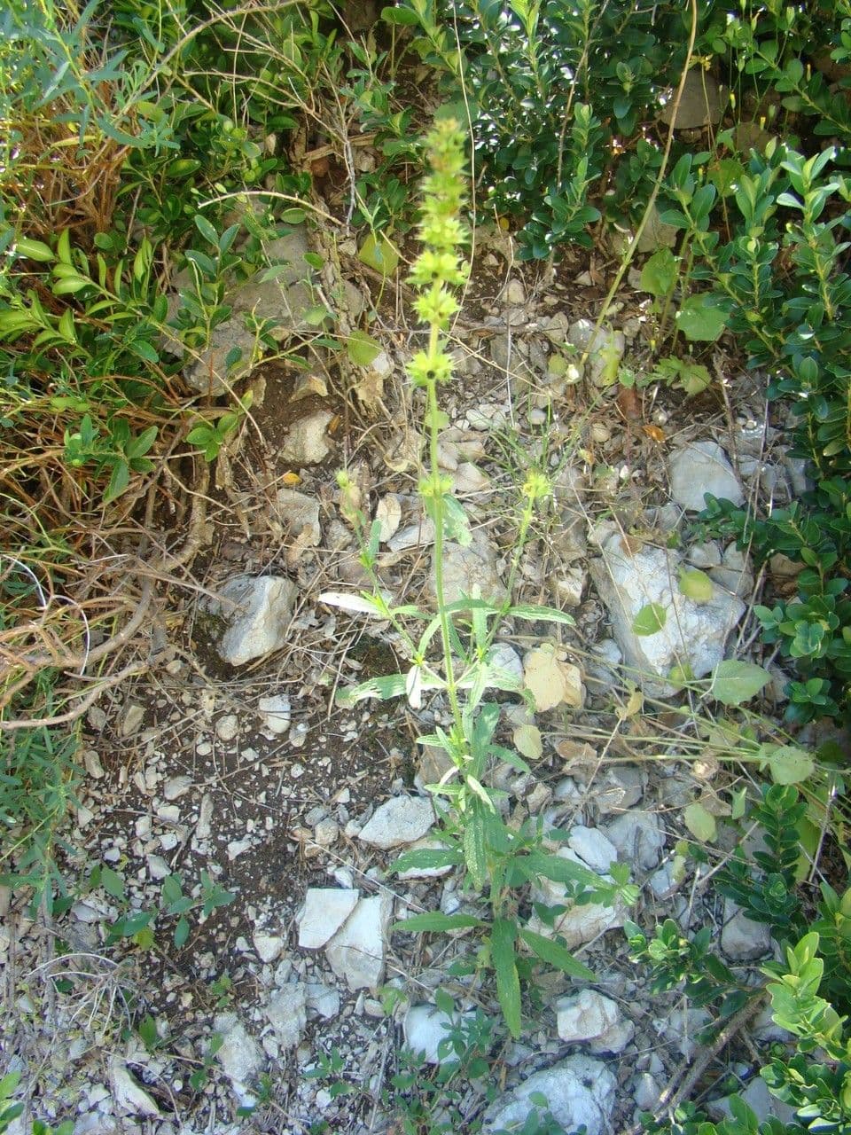 Berg-Gottesgnadenkraut 12