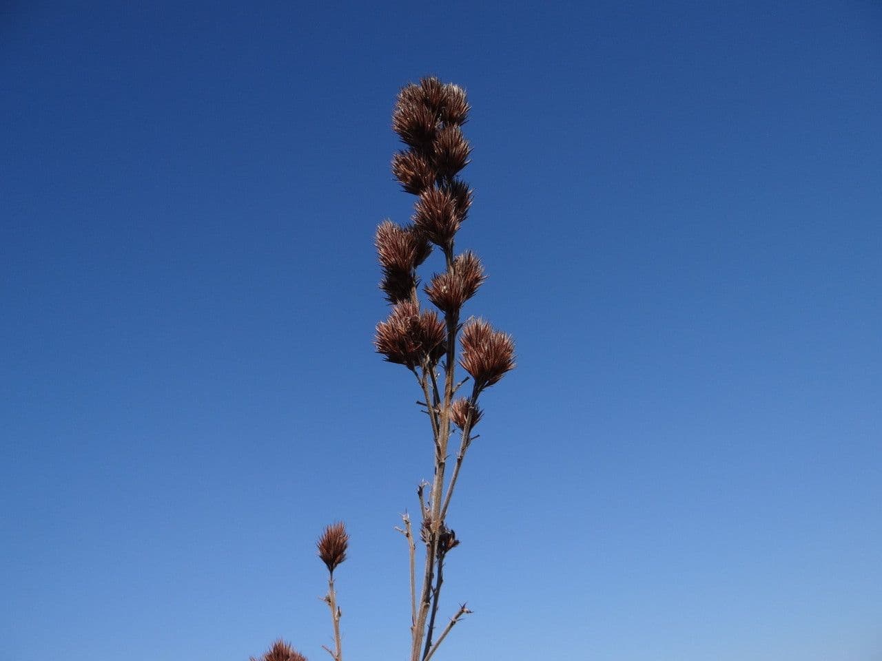 Lespedeza capitata 4