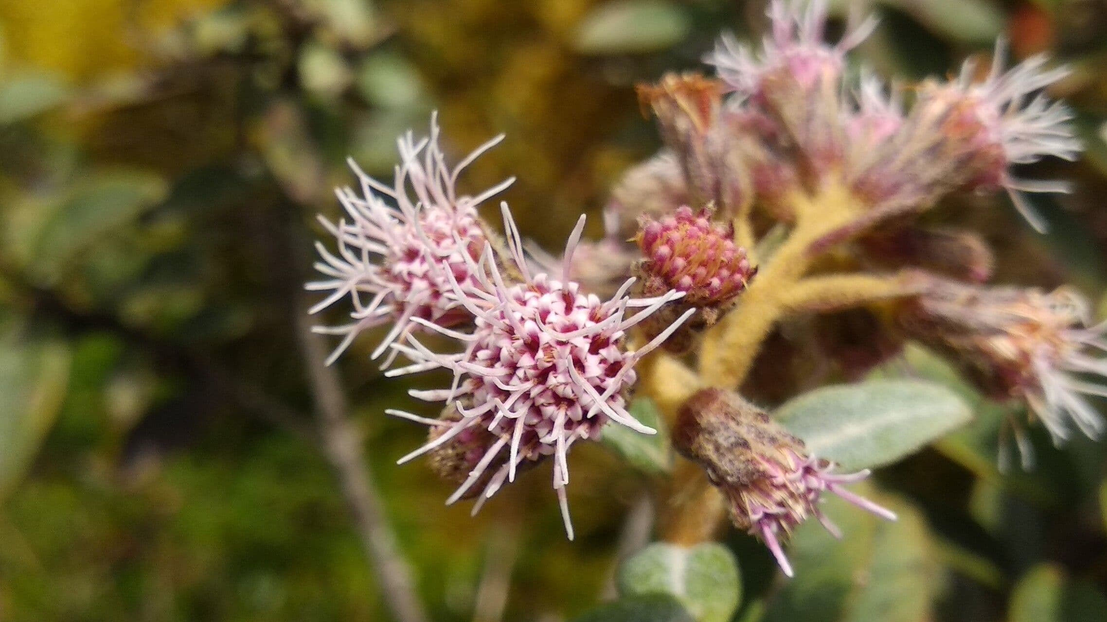 Ageratina