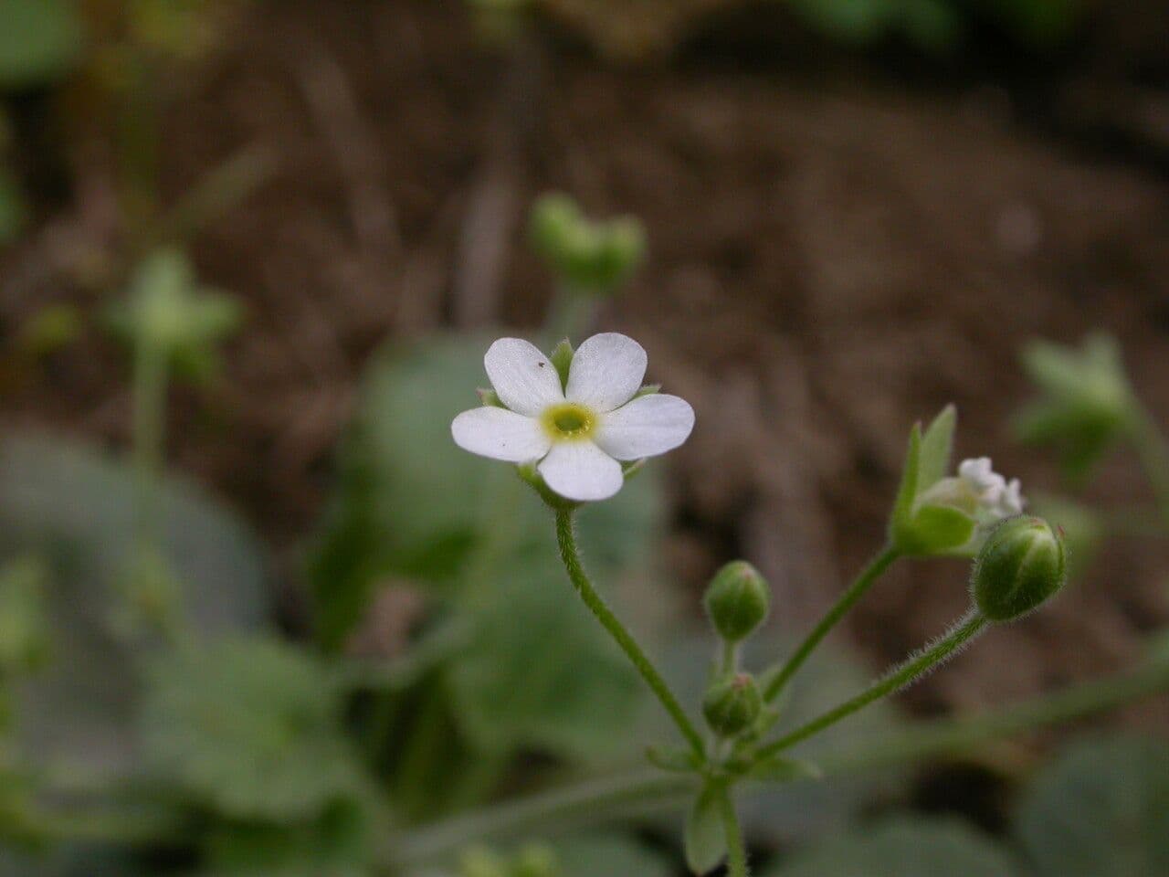 Androsace umbellata 6