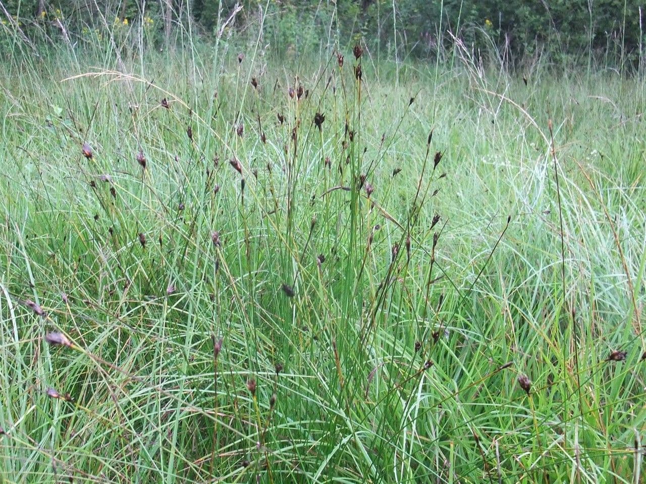 Rincoespora parda 12