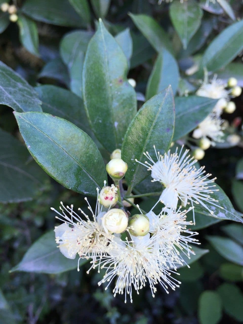 Amomyrtus meli 13