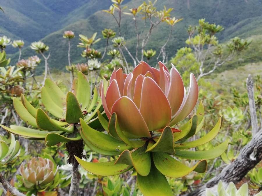 Melaleuca 18