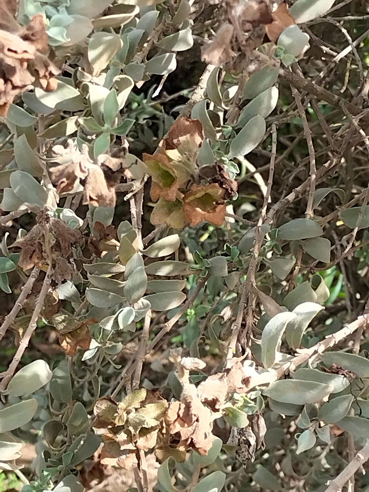 Salvia bronzo 3