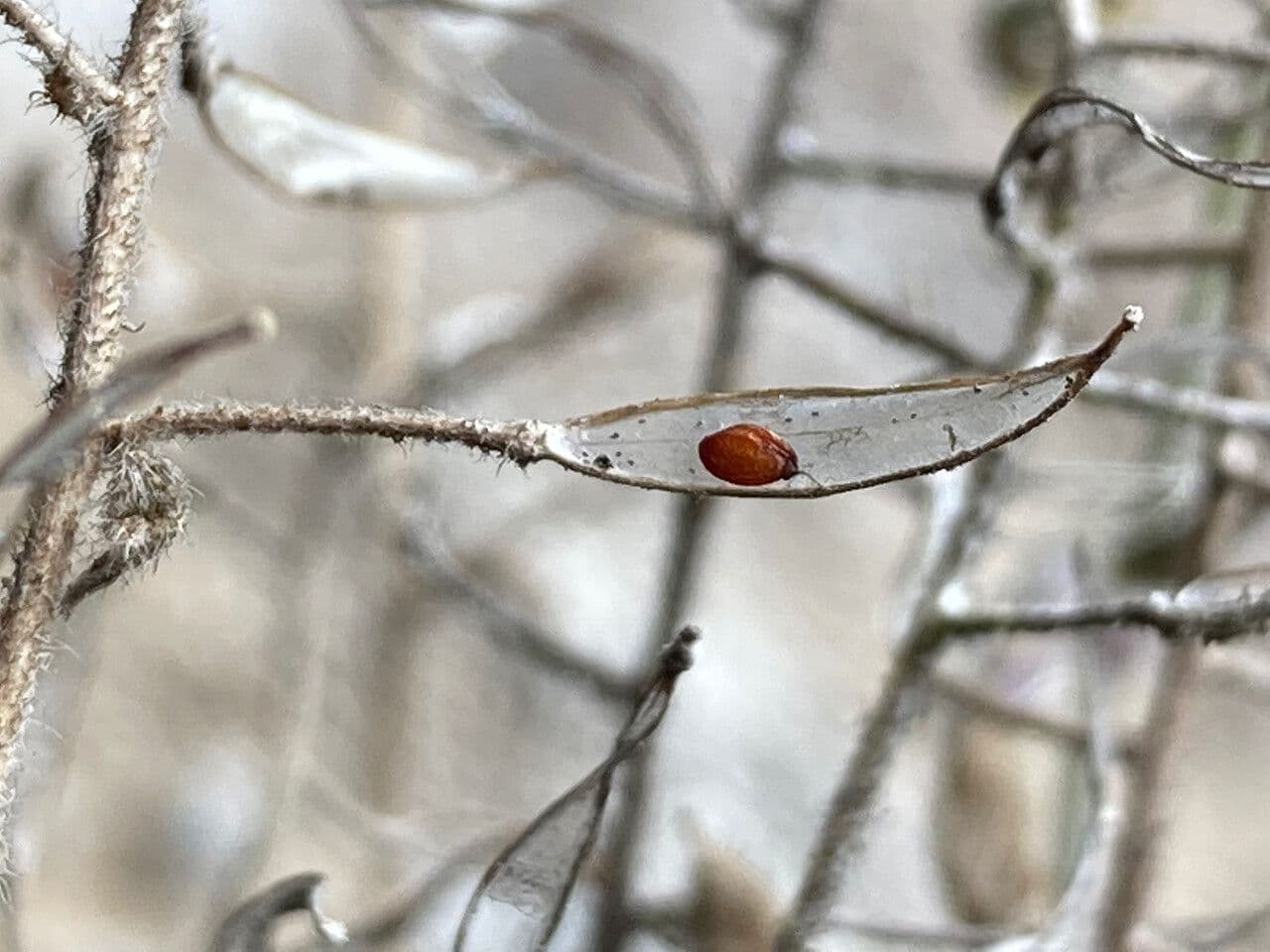 Draba 4