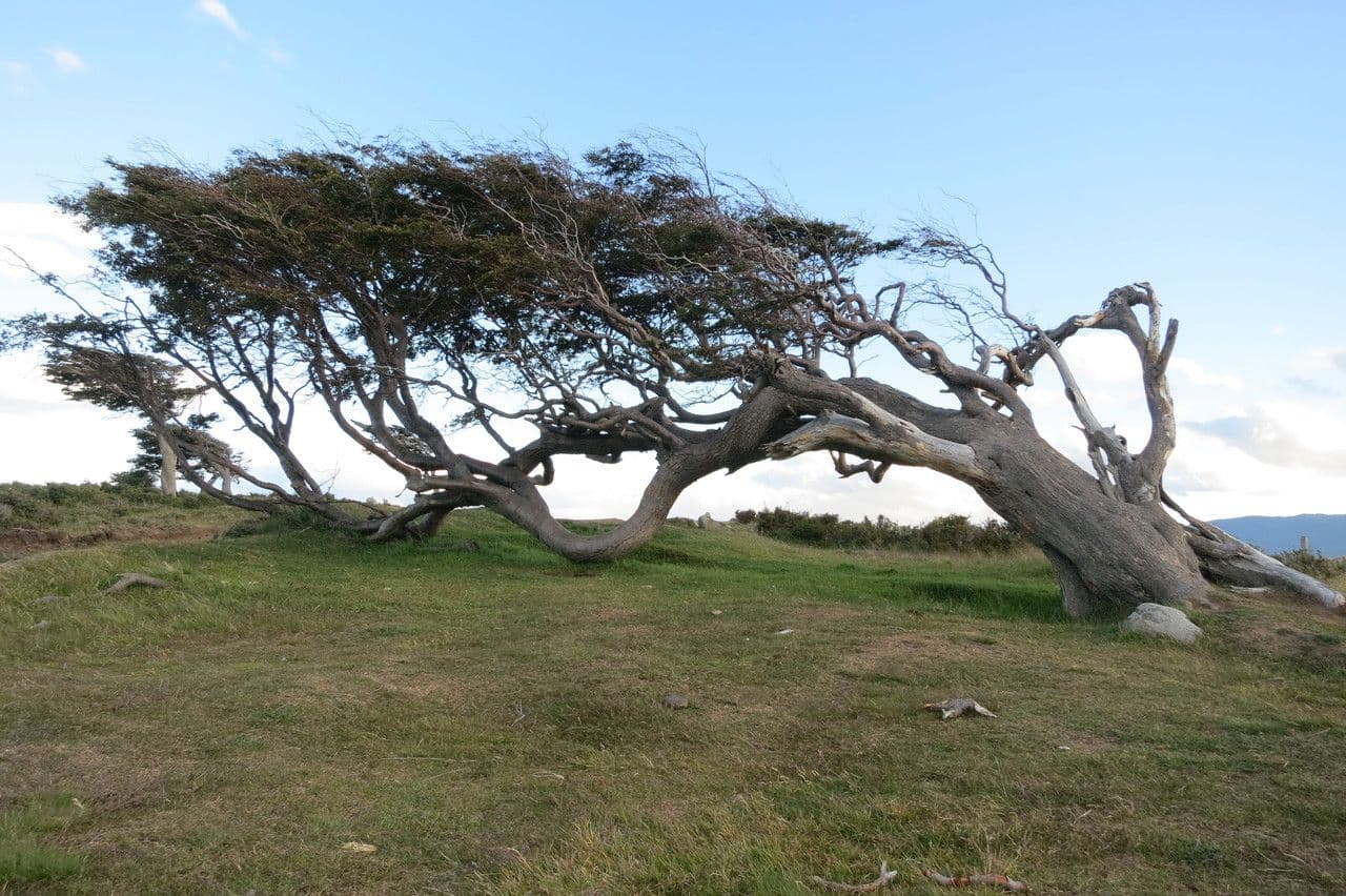 Nothofagus 21