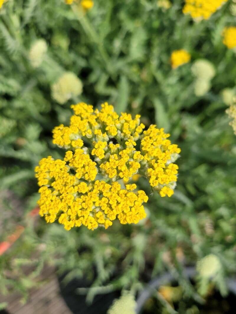 Achillea filipendula 26