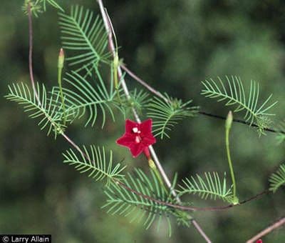 Ipomoea quamoclit 9