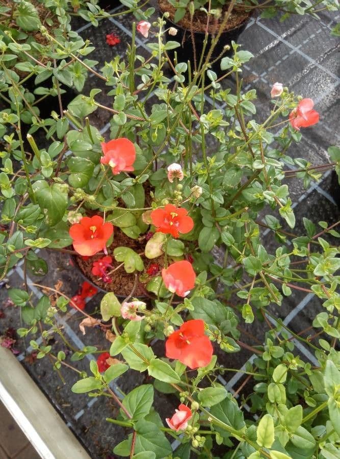 Wache Diascia