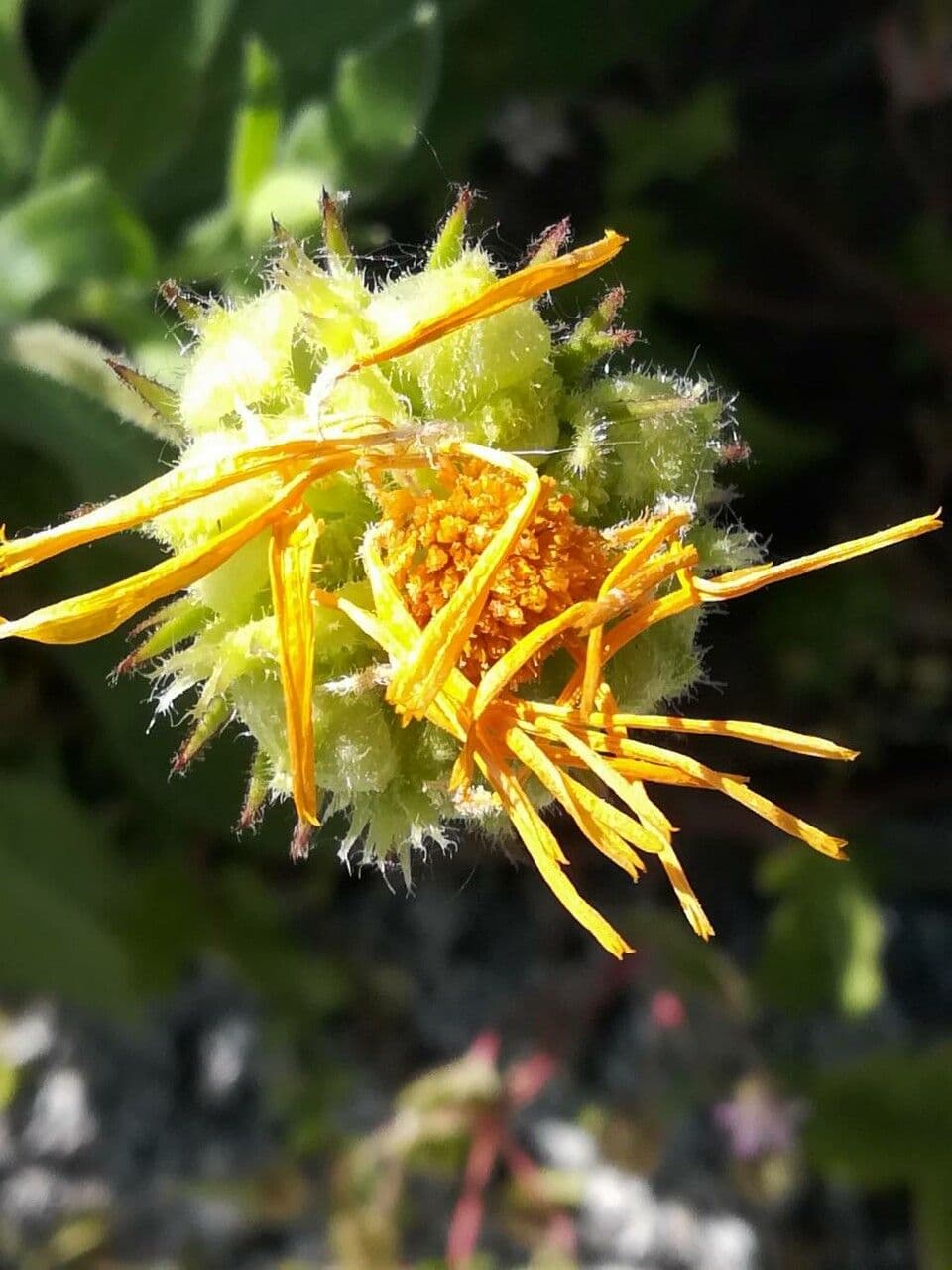 Acker-Ringelblume 4