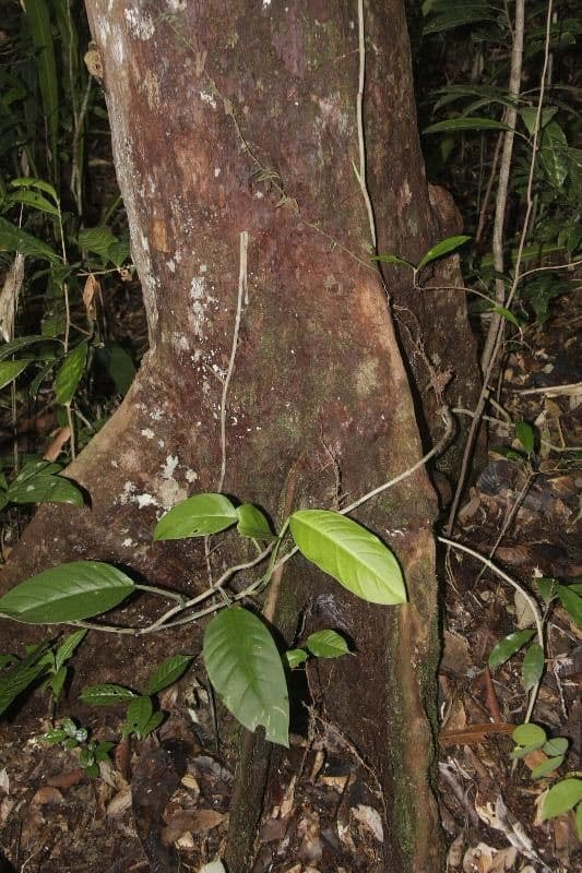 Pouteria 5
