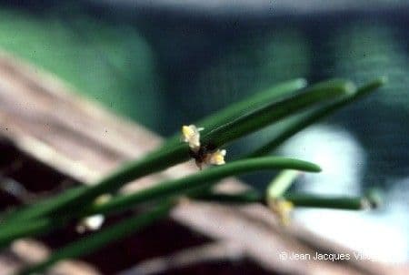 Ceratostylis 10