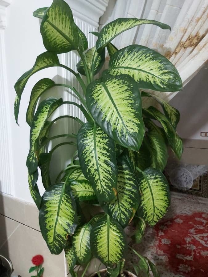 Dieffenbachia 4