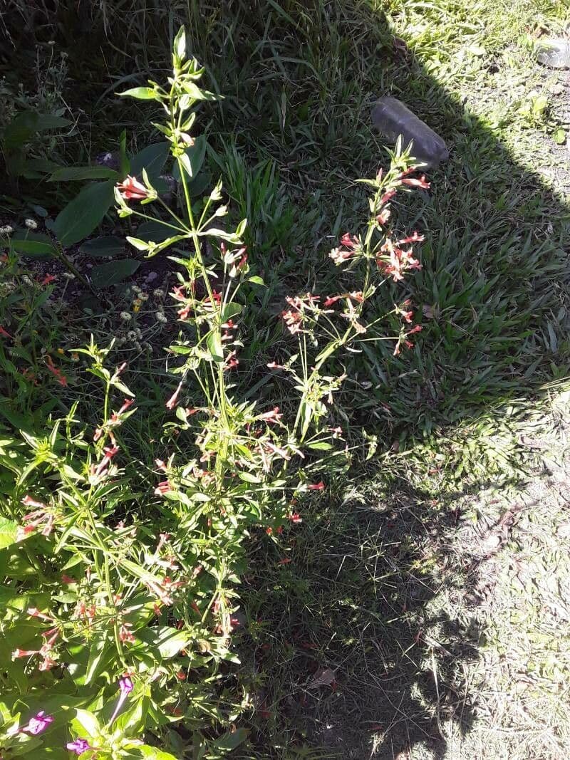 Ipomopsis 3