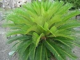 Cycad 5