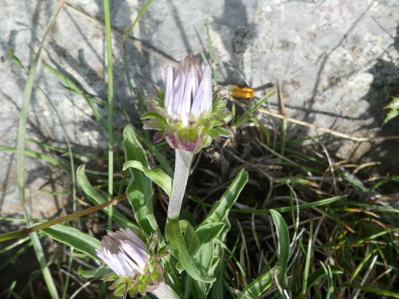 Alpen-Aster 23