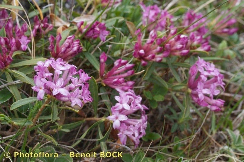 Dafne striata 8