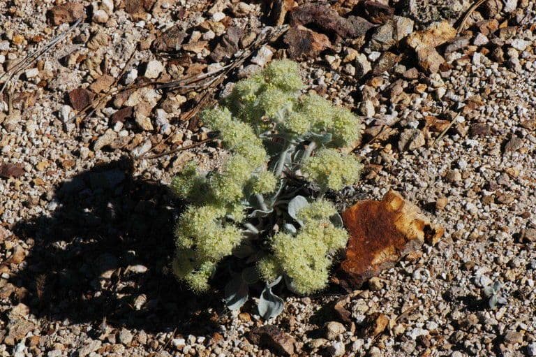 Granit-Polygonum 7