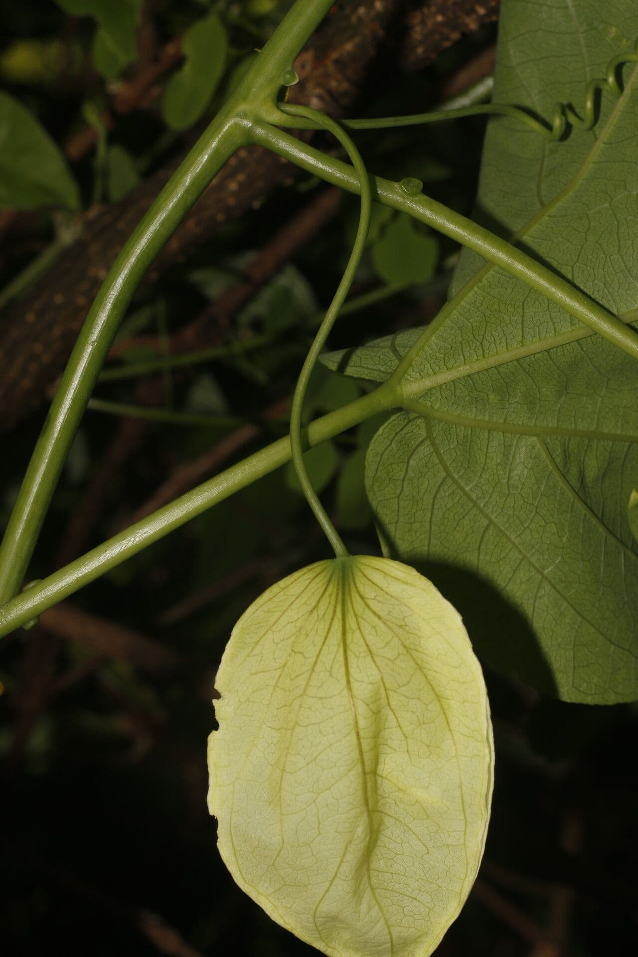 Passiflora 3