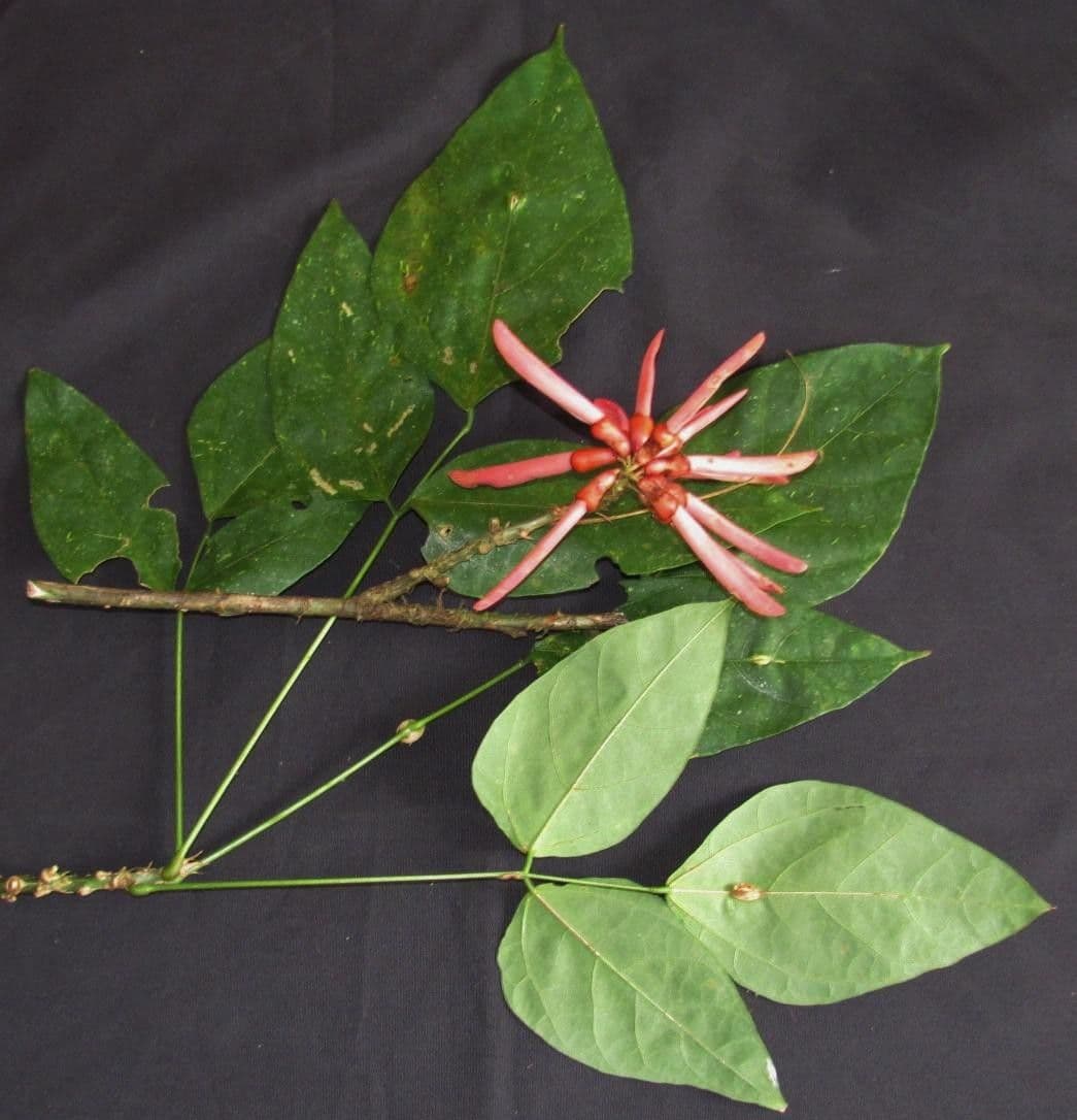 Erythrina kopinatá 13