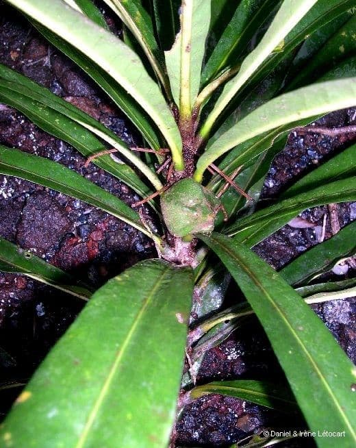 Planchonella