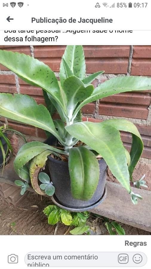 Kalanchoe 10