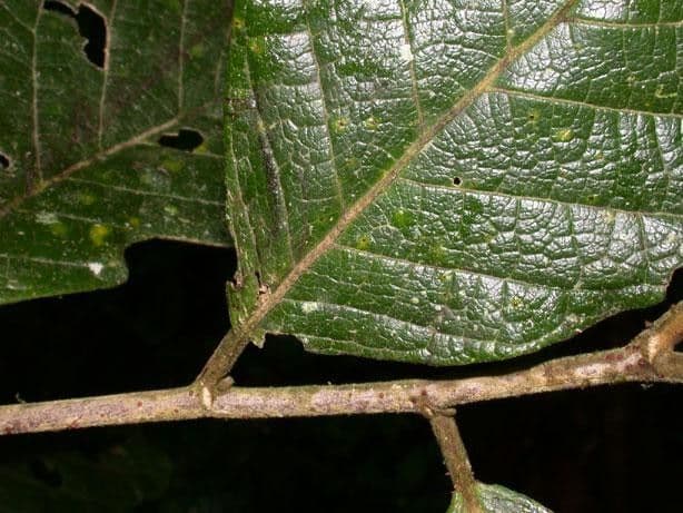 Dichapetalum 8