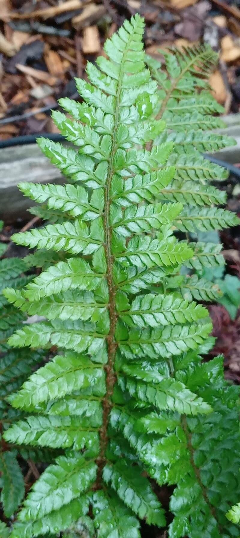 Polystichum polyblepharum 16