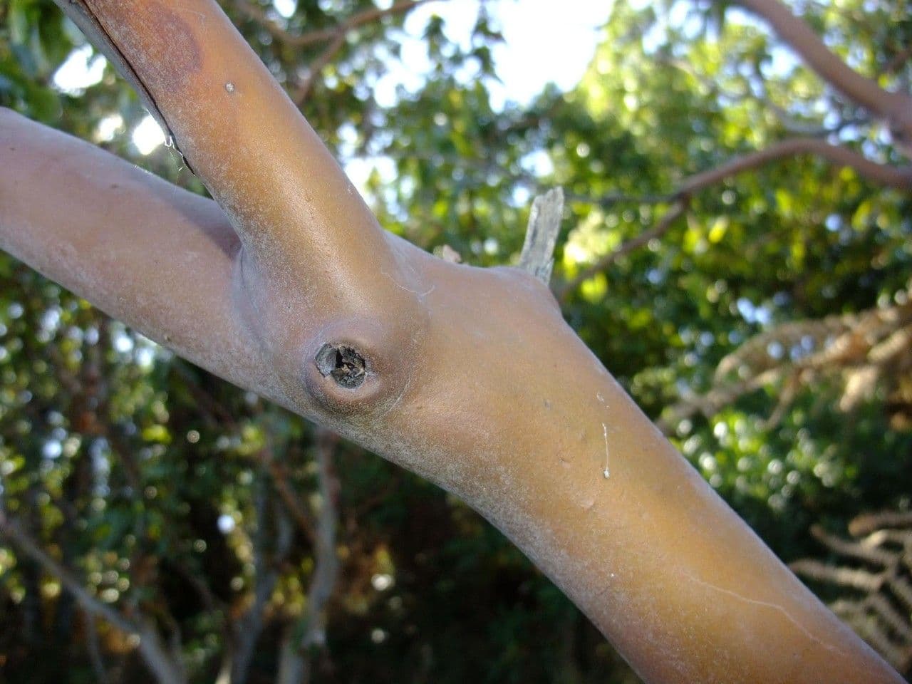 Albero di fragole 22