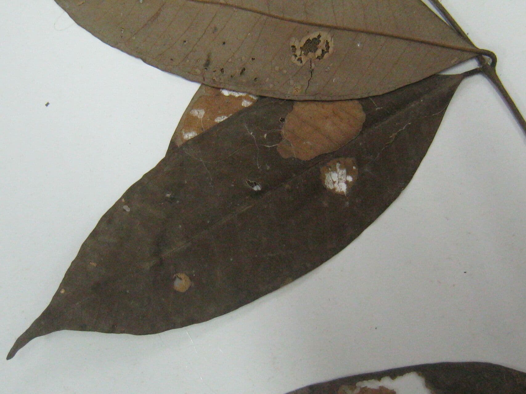Eugenia 3